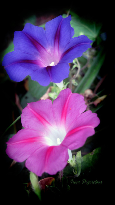 IMG_7224  (393x700, 67Kb)