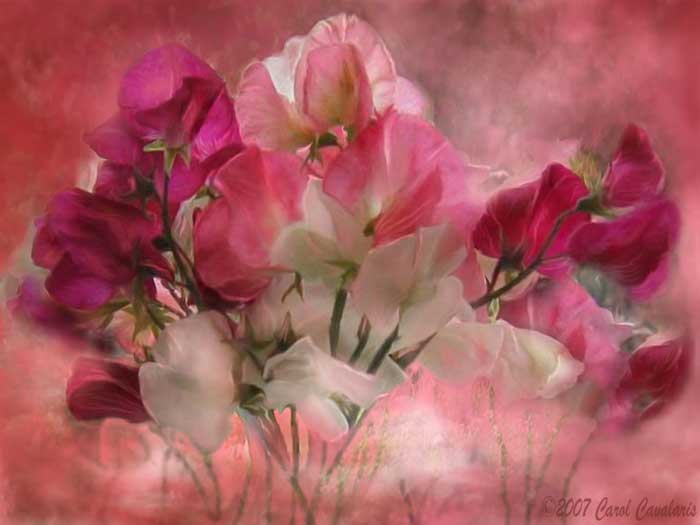 18_SweetPeas_Pic (700x525, 25Kb)