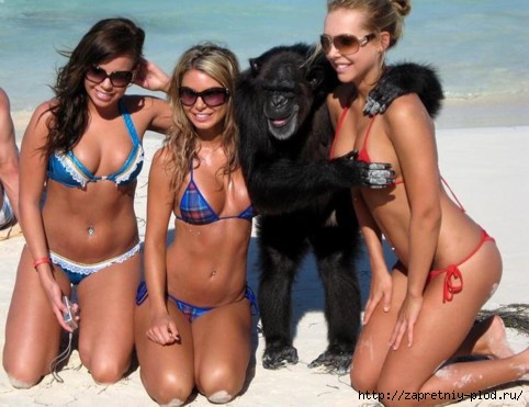 monkey-with-three-hot-girls-in-bikinis-on-beach-copping-feel (482x371, 103Kb)