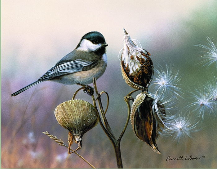 CHICKADEE AND MILKWEED 8X10 (700x548, 282Kb)