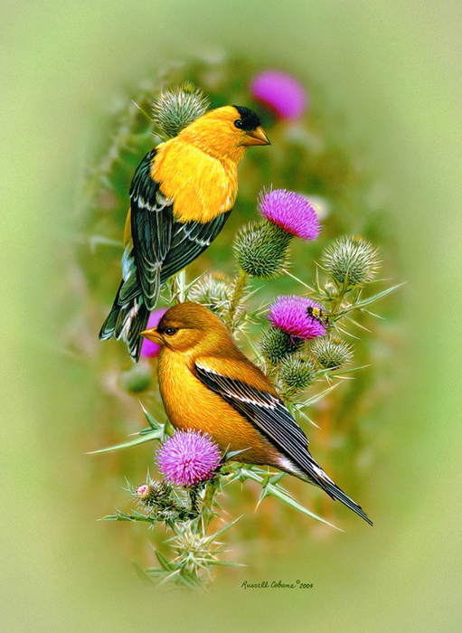 GOLDFINCH AND THISTLE 12X16 (511x700, 475Kb)