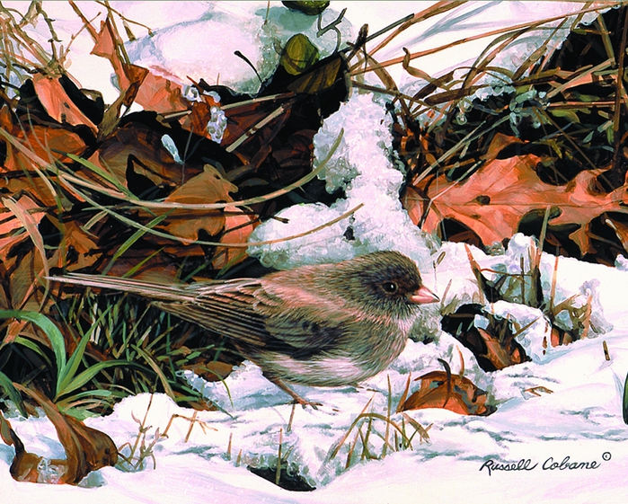 WINTER JUNCO 8X10 (700x561, 386Kb)