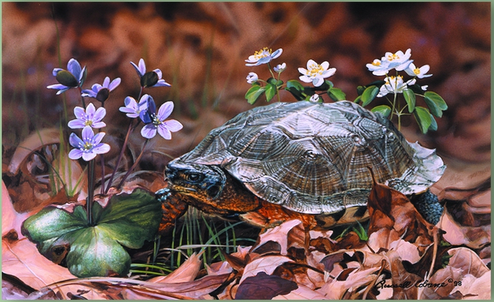 WOOD TURTLE 7X11 (700x428, 264Kb)