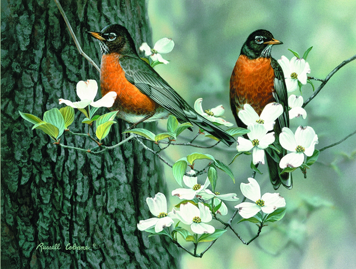 SPRINGTIME ROBINS 12X16 (700x528, 543Kb)