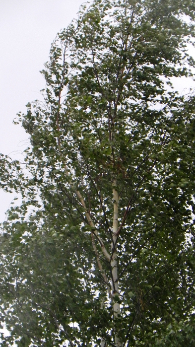 DSCN7057 (393x700, 289Kb)
