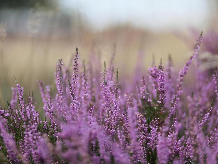 calluna_vulgaris (700x525, 50Kb)