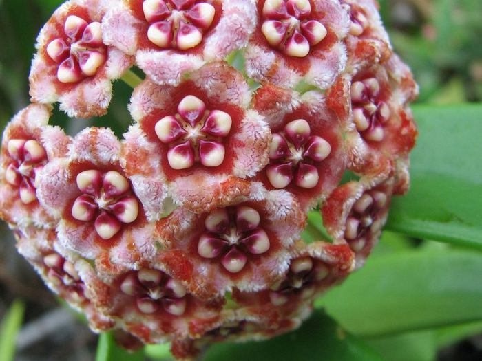 Hoya1small (700x525, 67Kb)