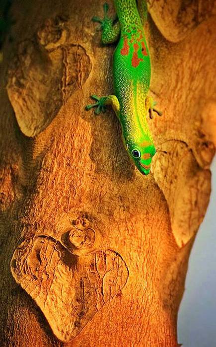 guardian-geckos08 (435x700, 63Kb)