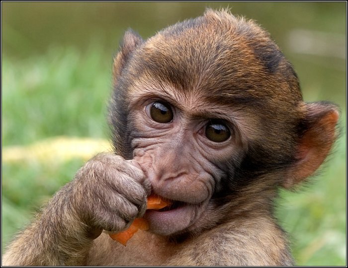 4826692_monkey_28 (700x540, 85Kb)