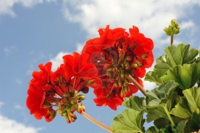 6979805-red-garden-geranium--pelargonium-over-blue-sky (700x467, 56Kb)