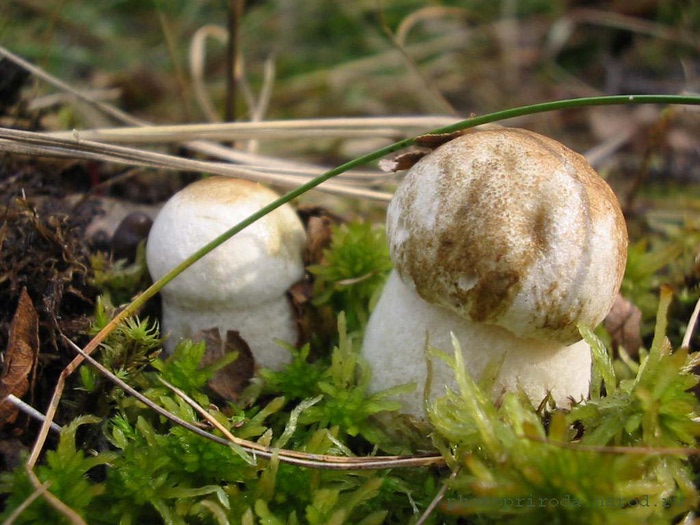 mushroom079 (500x375, 111Kb)