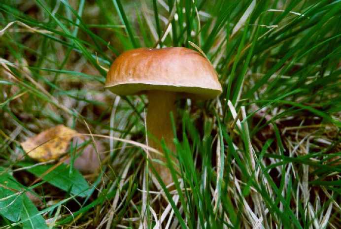 3669188_00038101 (692x465, 43Kb)