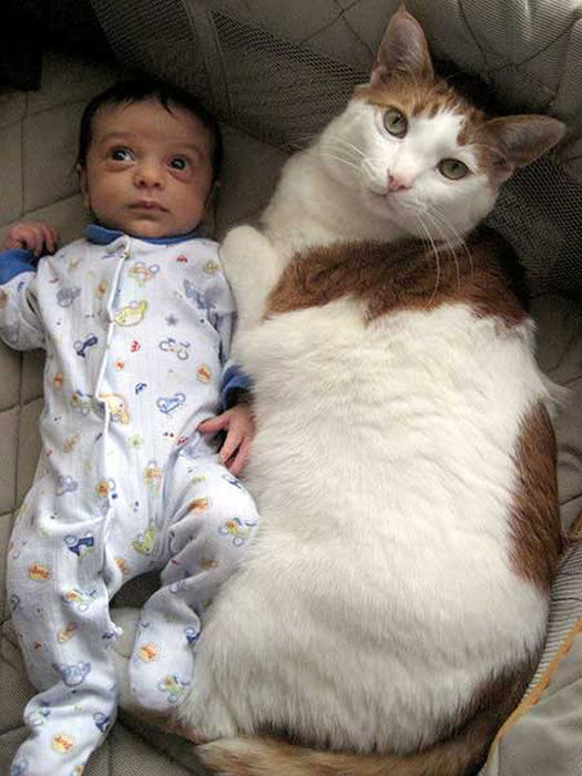 babies_and_cats_01511_022 (505x700, 71Kb)