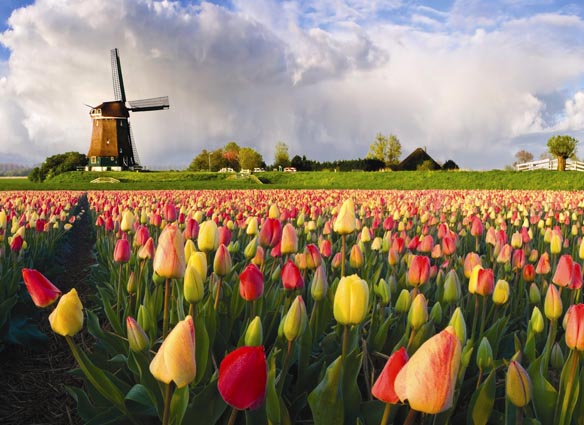 3623822_tulipss (584x425, 95Kb)