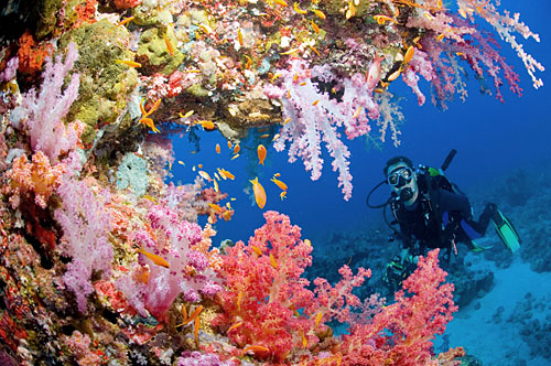 3623822_redsea (500x332, 88Kb)