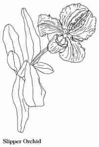 4826692_iris (202x300, 5Kb)