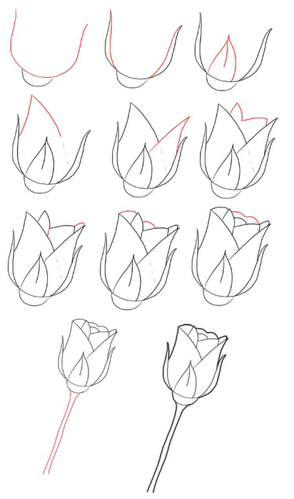 risovanie_roza22 (412x700, 107Kb)