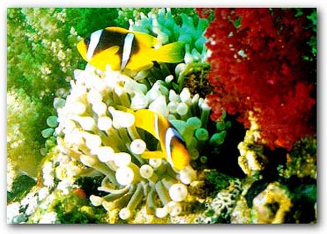 3571750_promovissenanemonevisjes (640x458, 54Kb)