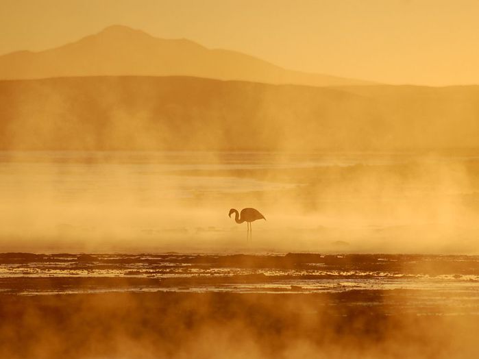 Фламинго на восходе Солнца в горячих водах природных источников.