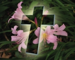  free-easter-day-lily-image-wallpaper_1280x1024_90662 (700x560, 214Kb)