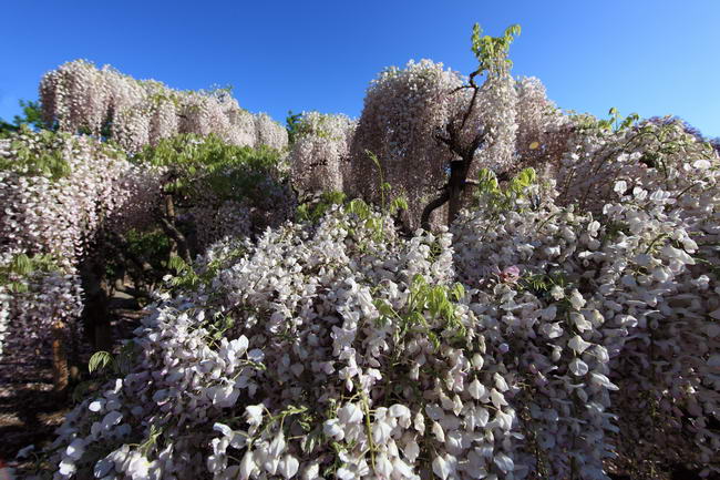 wisteria_floribunda_01 (650x433, 79Kb)