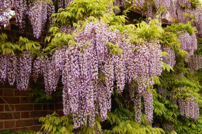 wisteria_floribunda_05 (650x432, 100Kb)