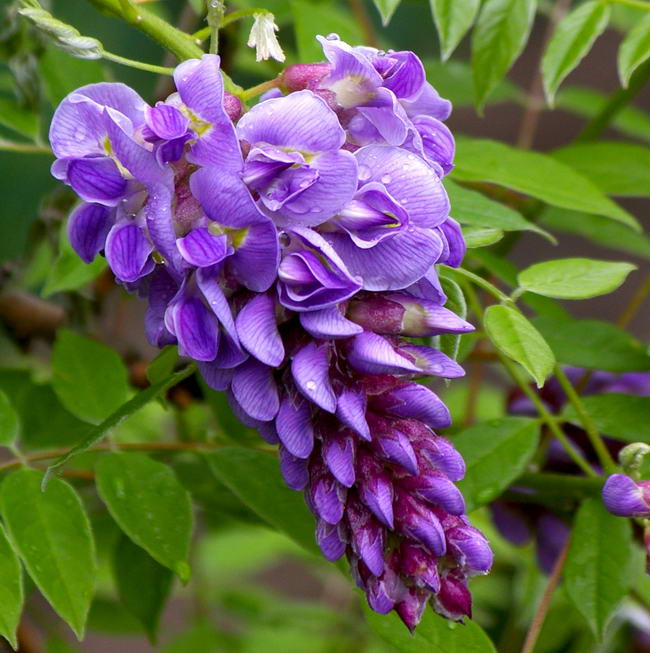 wisteria_frutescens_01 (650x653, 70Kb)