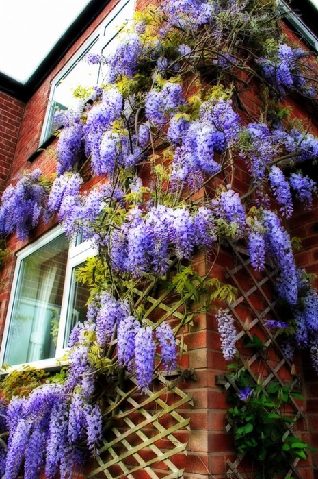 wisteria_sinensis_01 (465x700, 335Kb)