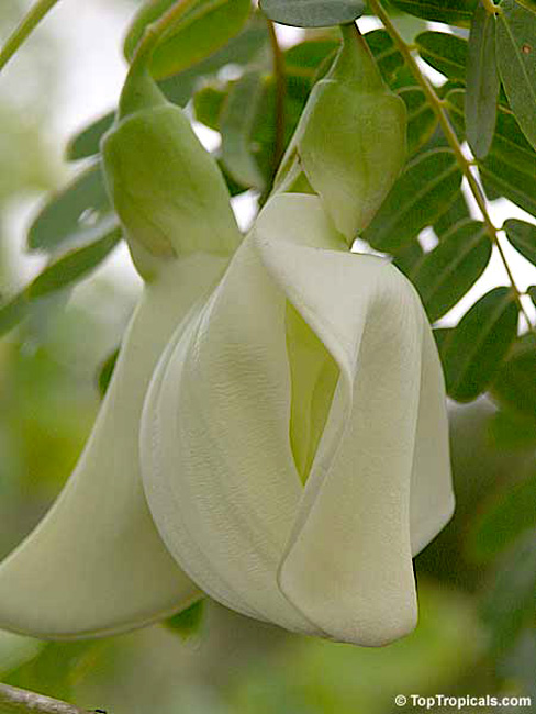 sesbania_grandiflora (488x650, 92Kb)