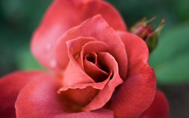 2888-rose-close-up (640x400, 28Kb)