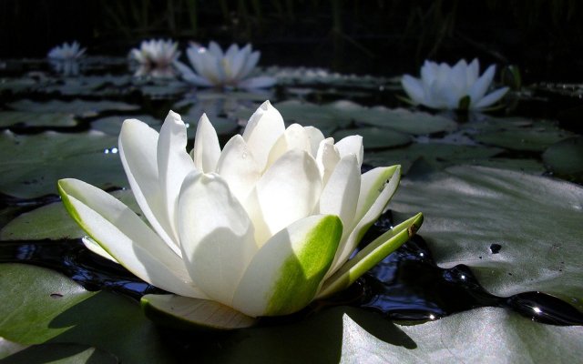 4634-white-lotus (640x400, 43Kb)