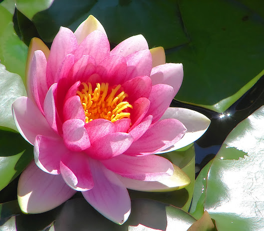 Pink_water_lily (529x462, 94Kb)