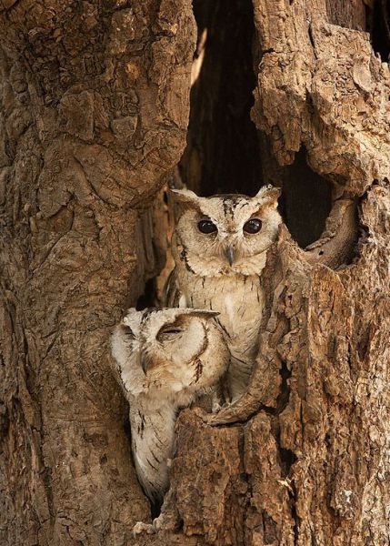 Animals_03 (429x600, 77Kb)