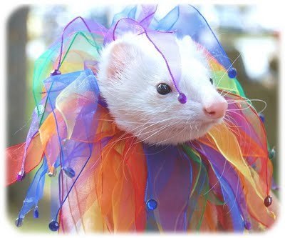 Artistic-ferret (400x333, 29Kb)