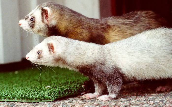 Ferrets-Next-to-Each-other (700x437, 57Kb)