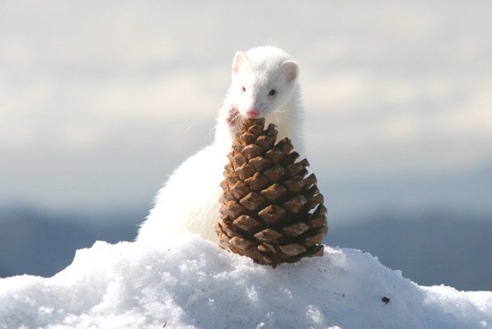 White-ferret-with-a-pine-cone (700x469, 38Kb)