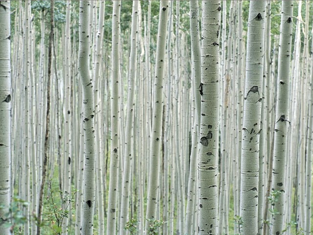 aspen-grove-colorado_1318_990x742 (640x480, 101Kb)