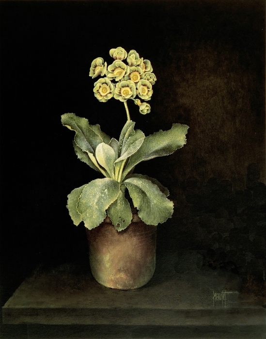 GREEN AND RED AURICULA IN CLAY POT51x41 cms Gouache1989(2) (549x700, 220Kb)