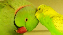 3962831_tumblr_m0qsw7tkpR1r2wrwho5_r1_250 (250x141, 554Kb)