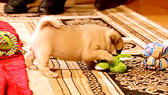 3962831_tumblr_m083ctJ4EJ1r1w1eoo2_250 (245x138, 848Kb)