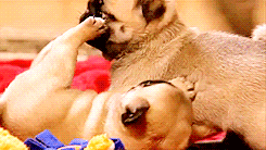 3962831_tumblr_m083ctJ4EJ1r1w1eoo5_r1_250 (245x138, 815Kb)