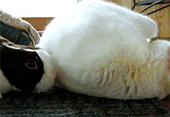 3962831_tumblr_m9kws0I5gl1rqsyz6o3_250 (245x169, 965Kb)