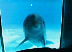 3962831_tumblr_lughpeCh9i1qdi18ao2_250 (250x179, 470Kb)