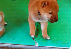 3962831_tumblr_m6x6tmHJrk1ryds47o7_r1_250 (245x170, 870Kb)