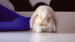 3962831_tumblr_m86k9ugHe01rvz1qqo2_250 (250x141, 708Kb)