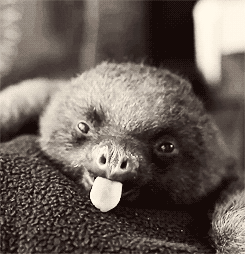 3962831_tumblr_m8anroMRr61rqsyz6o1_250 (245x254, 943Kb)