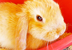 3962831_tumblr_m6wx04TZPy1ryds47o6_r1_250 (245x170, 994Kb)