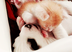 3962831_tumblr_m96h9ejfIu1qf9wcko2_250 (245x180, 933Kb)