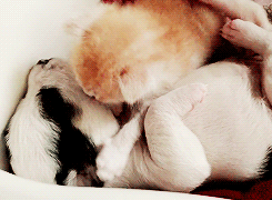 3962831_tumblr_m96h9ejfIu1qf9wcko6_250 (245x180, 982Kb)
