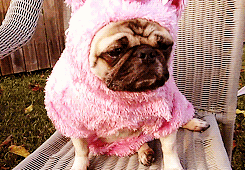 3962831_tumblr_m4pk35RHNj1rx2y8oo4_250 (245x170, 921Kb)